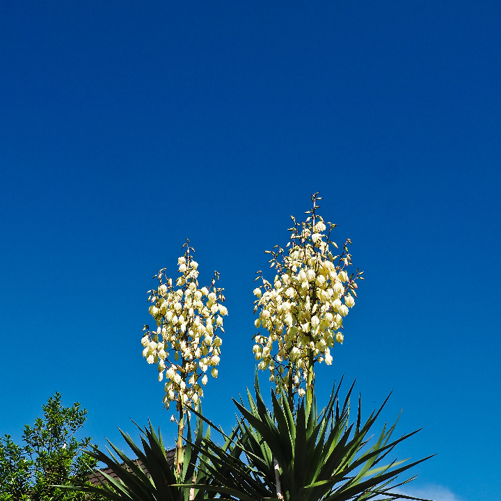 yucca filamentosa color guard 9 cm maceta