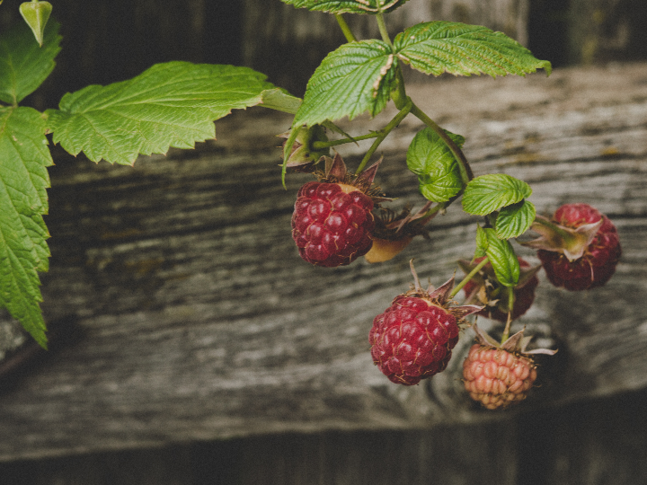 zarzaparrilla la bebida de moda en mercadona